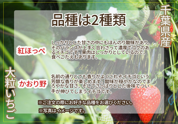 千葉県産 赤く熟した大粒イチゴ