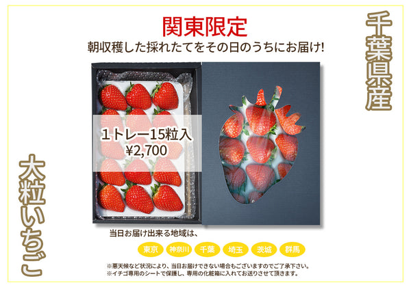 千葉県産 赤く熟した大粒イチゴ